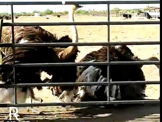 OSTRICH SEX CAUGHT ON CAMERA