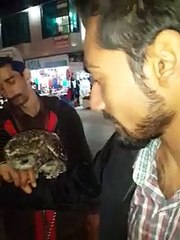 Owl Bird 3 months old Video in Muree Mall Road