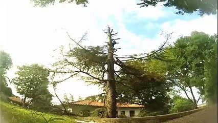 Two Lumberjacks Nearly Killed On The Job