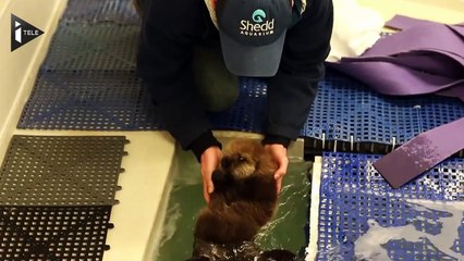 Une loutre de mer accueillie comme il se doit à Chicago