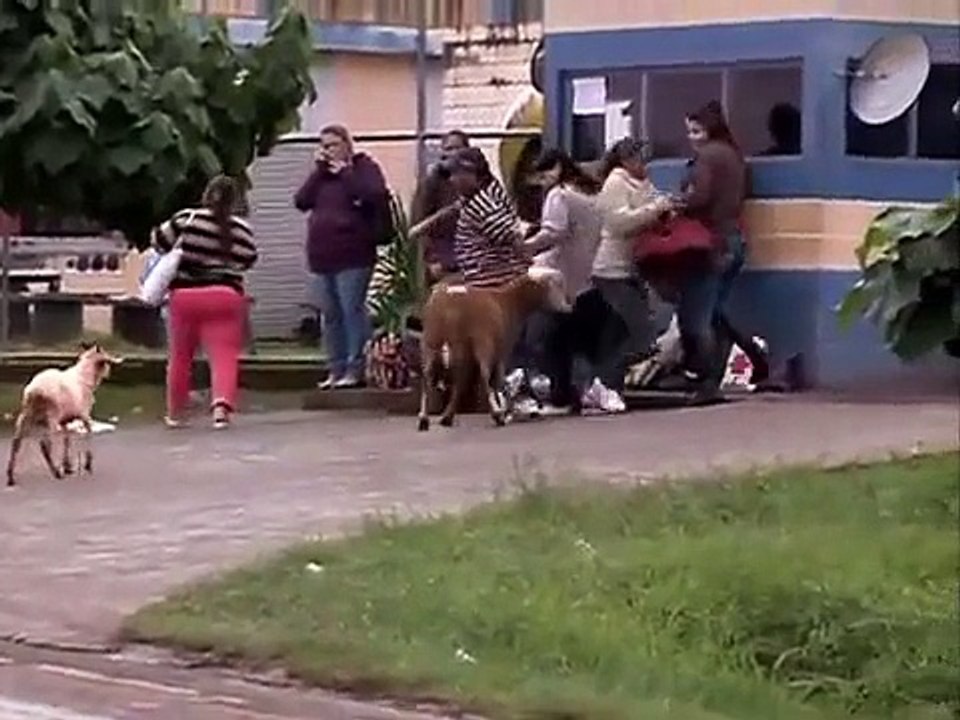 The Crazy Goat Funny Video Watch it.