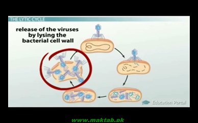FSc Biology Book1, CH 5, LEC 8 Life Cycle of Bacteriophage