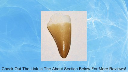 MOSASAUR Dinosaur Tooth Fossil w/ Color Label Review