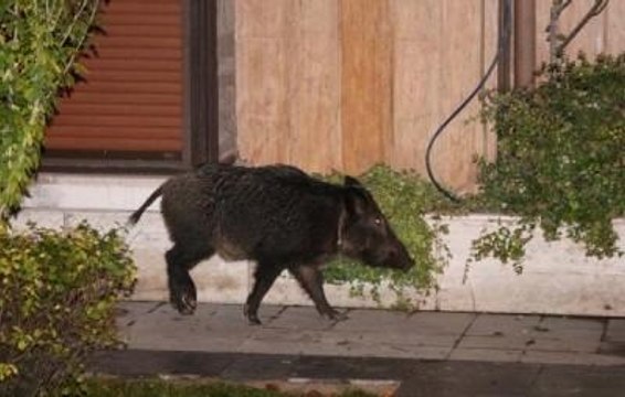 Bebek'te Yaban Domuzu Yalının Bahçesine Girdi