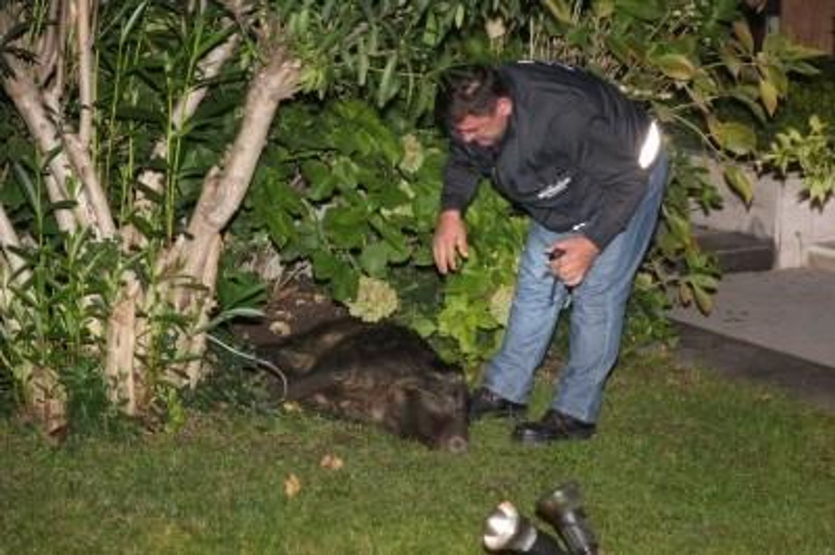 Bebek Sahilde Yaban Domuzu Paniği
