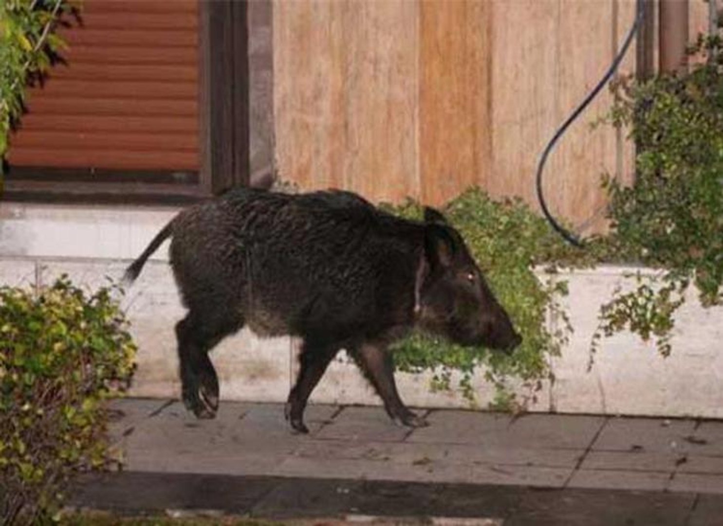 Bebek'te yaban domuzu paniği