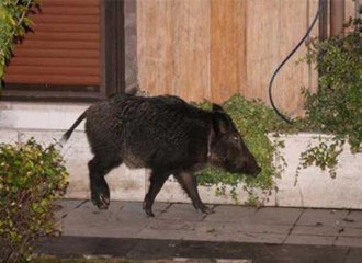 Bebek'te yaban domuzu paniği