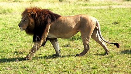 Büyük Kedilerin Günlüğü | 9.Bölüm