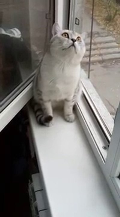 Un chat très concentré