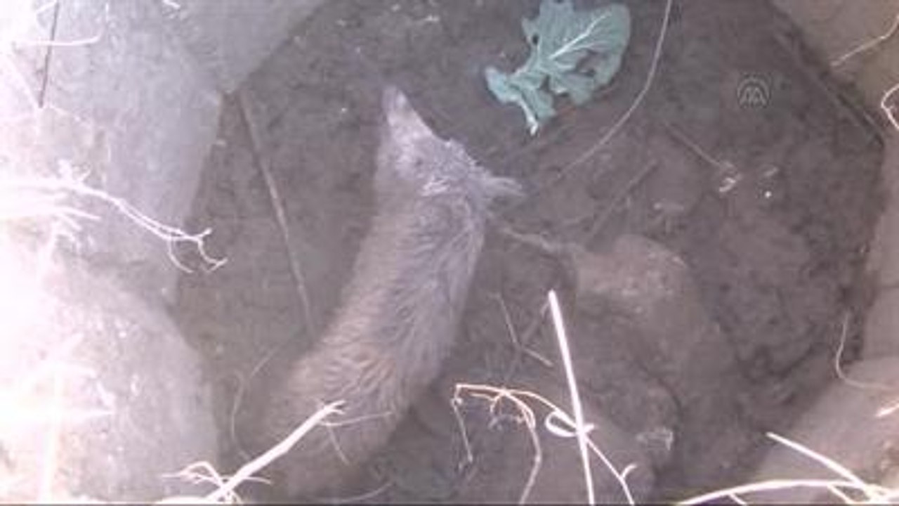 Kuyuya Düşen Domuz Yavrusunu Afad Kurtardı