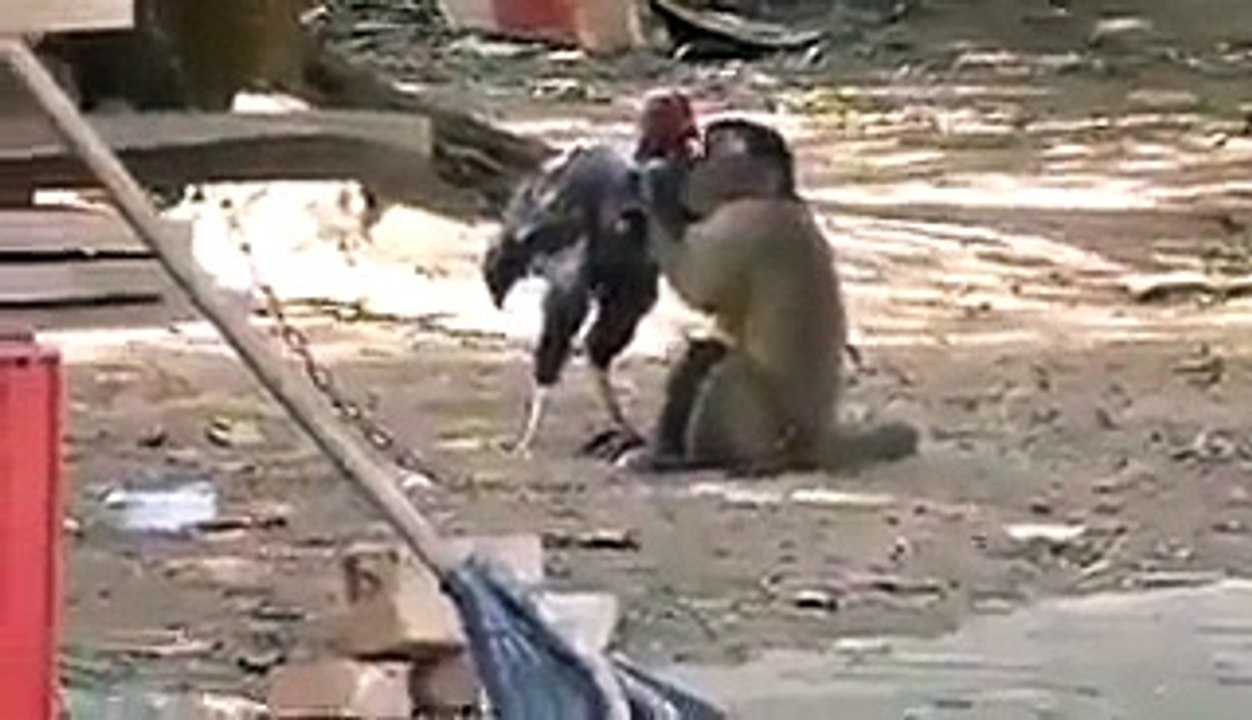 But, And Monkey Fight
