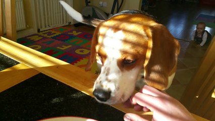 Smart Dog wants to trade toy for breakfast
