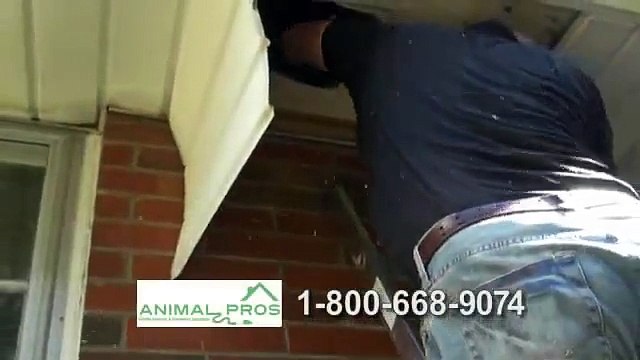 Wildlife Control And Animal Removal By AnimalProsOnline.Com