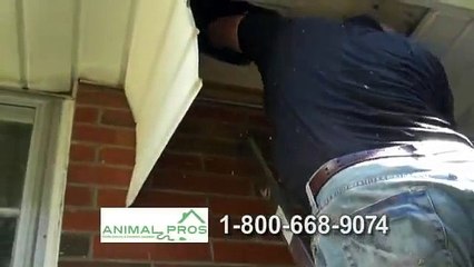 Wildlife Control And Animal Removal By AnimalProsOnline.Com