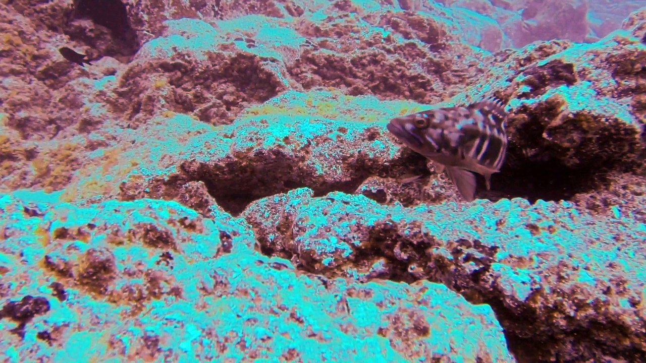 Film des stagiaires vidéos RABA aux Canaries