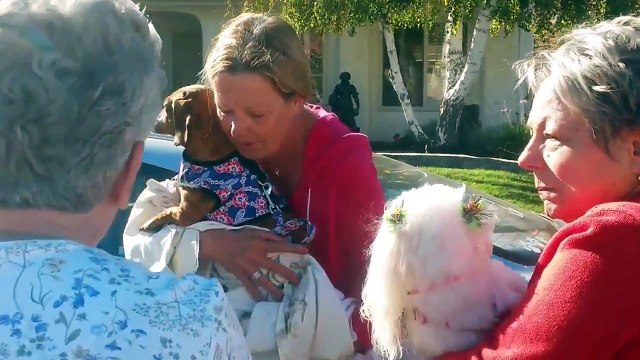 Chien sauvé après un glissement de terrain