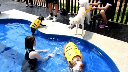 Luxus pur für Wohlstandshunde