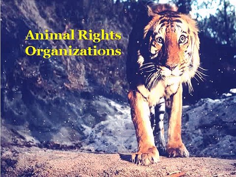 Animal Rights Organisations - ForTheLoveOfWildLife