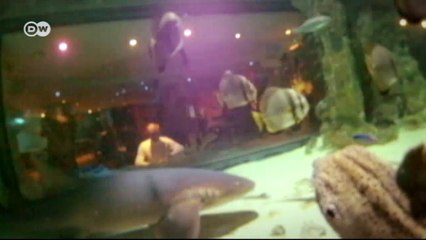 Faszinierende Nahaufnahmen von Haien | Euromaxx