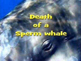 Colin Ian Jeffery - DEATH OF A SPERM WHALE