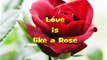 Colin Ian Jeffery - LOVE IS LIKE A ROSE
