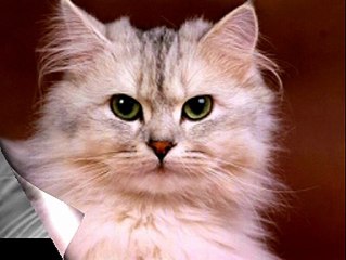 Colin Ian Jeffery - The Cat