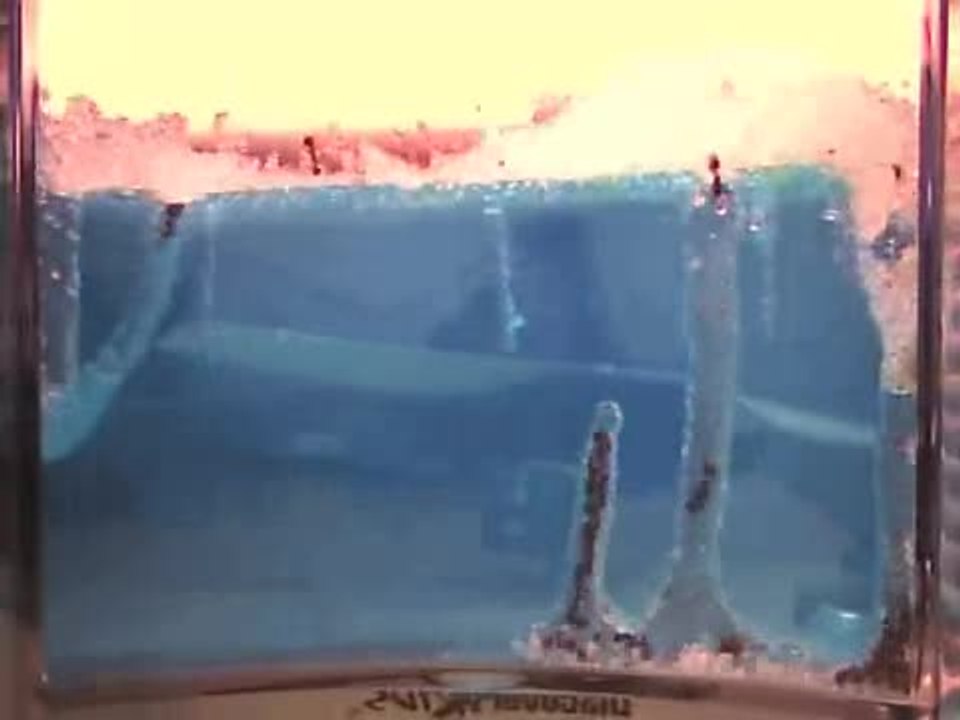 Construction d'une fourmilière en time-Lapse