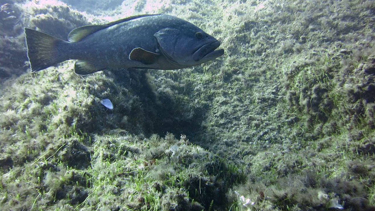 Mérou - plongée La Gabinière - septembre 2014