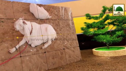 Madani Channel ID - Faizan-e-Eid-e-Qurban