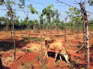 Trees of Life - Sri Lankan charity