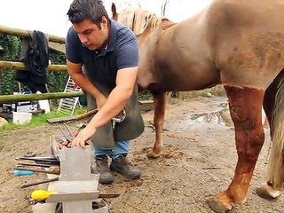 Beutin : Démonstration de ferrage par un maréchal-ferrant