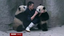 Yavru pandalara yemek yerine ilaç vermeye kalkışan bakıcının zor anları