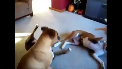 COMPIL : Ces animaux qui font "le mort" pour se défendre