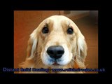 Usui Reiki Healing Testimonial for Animals Funny Liz Rojek