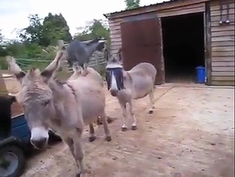 This dog love jumping around donkeys for some reason