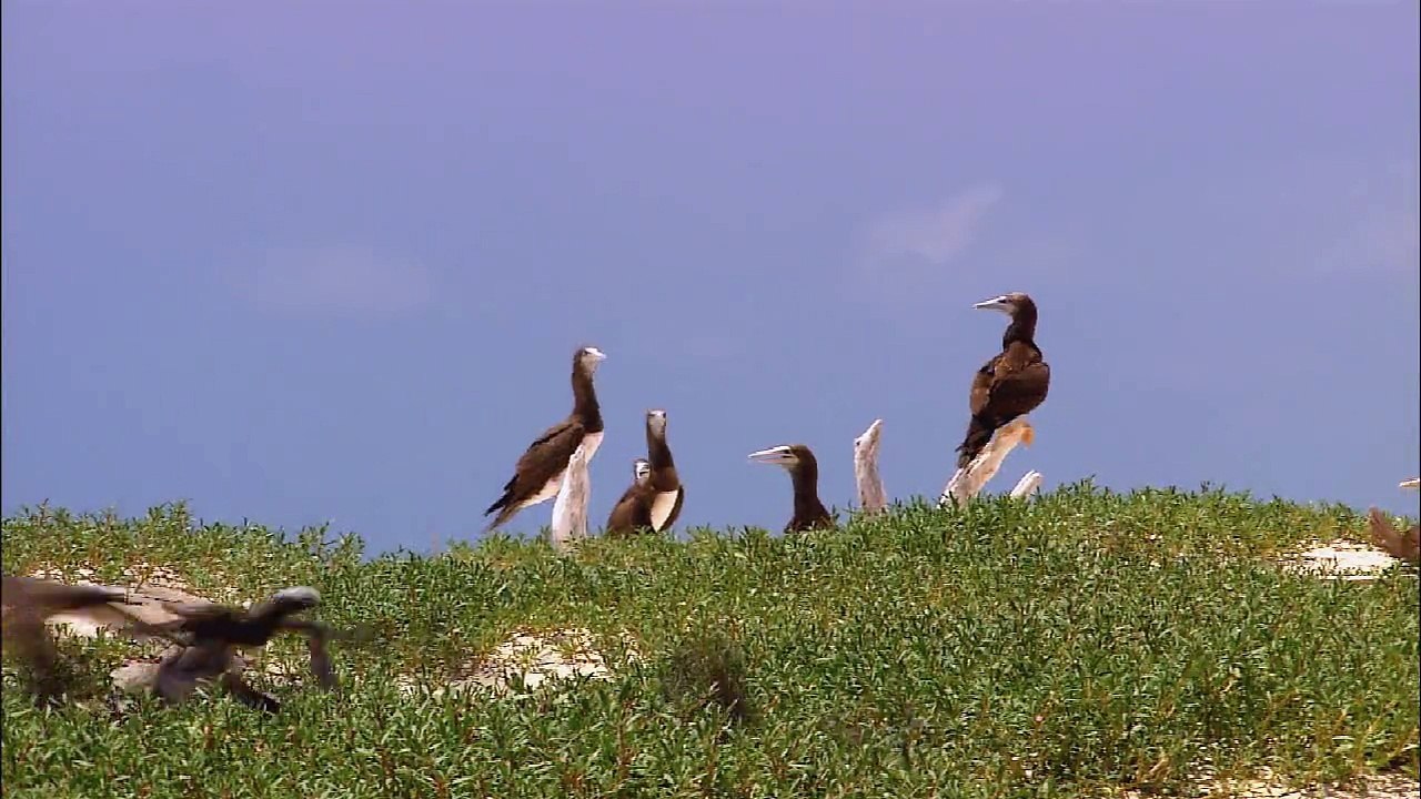 Wildlife