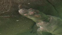 Naissance rare et inattendue d'un hippopotame au zoo de Los Angeles