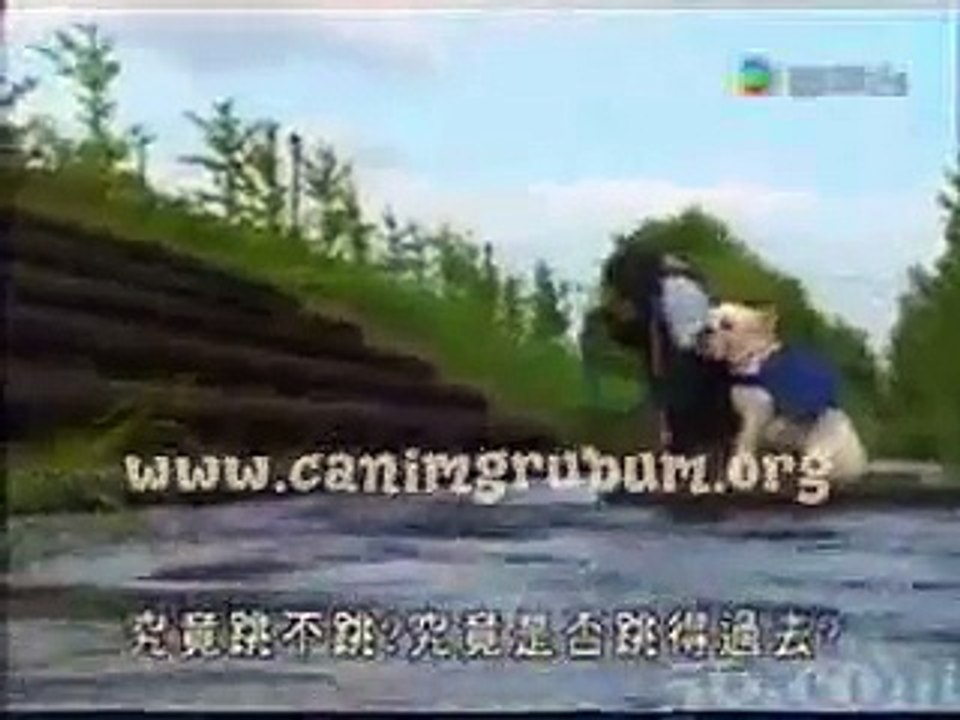 Un singe apprend à un chien à ne pas avoir peur de l'eau