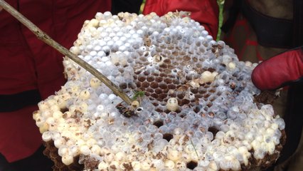 Un nid détruit à Saint-Vigor