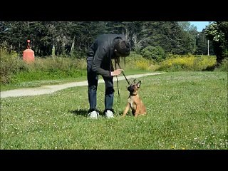 dressage chien 2 moi edemi