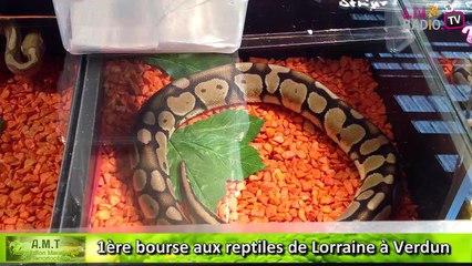 Reportage - 1ère bourse aux Reptiles de Lorraine à Verdun