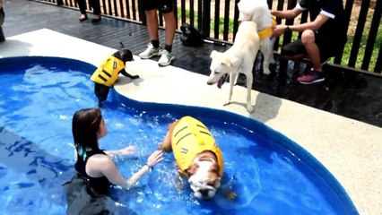 فندق فخم للحيوانات يفتح ابوابه في سنغافورة