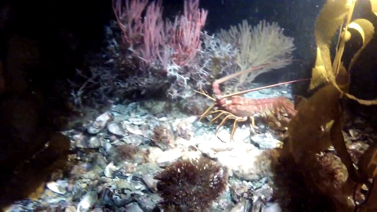 Chasse aux homards