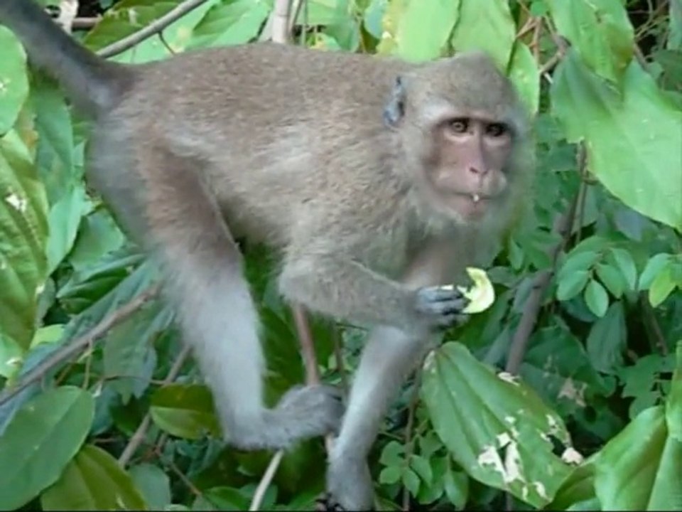 Koh Chang 2010