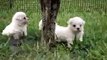 Bichon Frise - Puppies & filhotes - Royal Windsor Kennel.