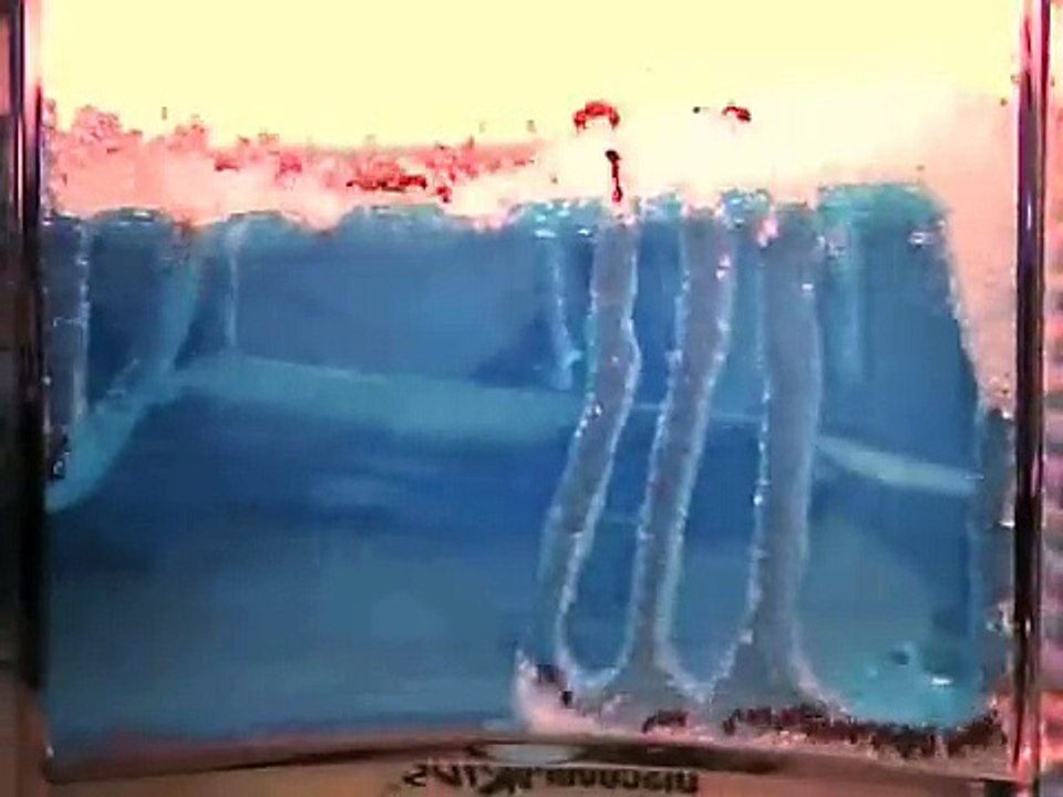 Construction d’une fourmilière en time-Lapse