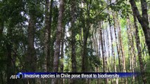 Invasive species in Chile a threat to biodiversity