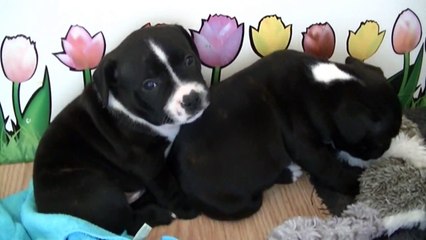 54ème vidéo de la 17ème portée de Staffordland