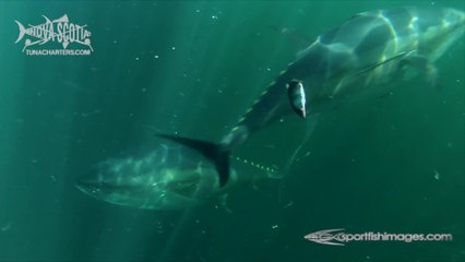 Underwater with Bluefin Tuna in Nova Scotia