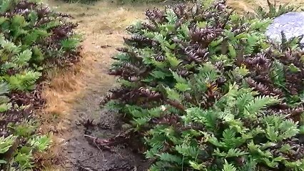 en en monte Tumbletdown cantando el himno